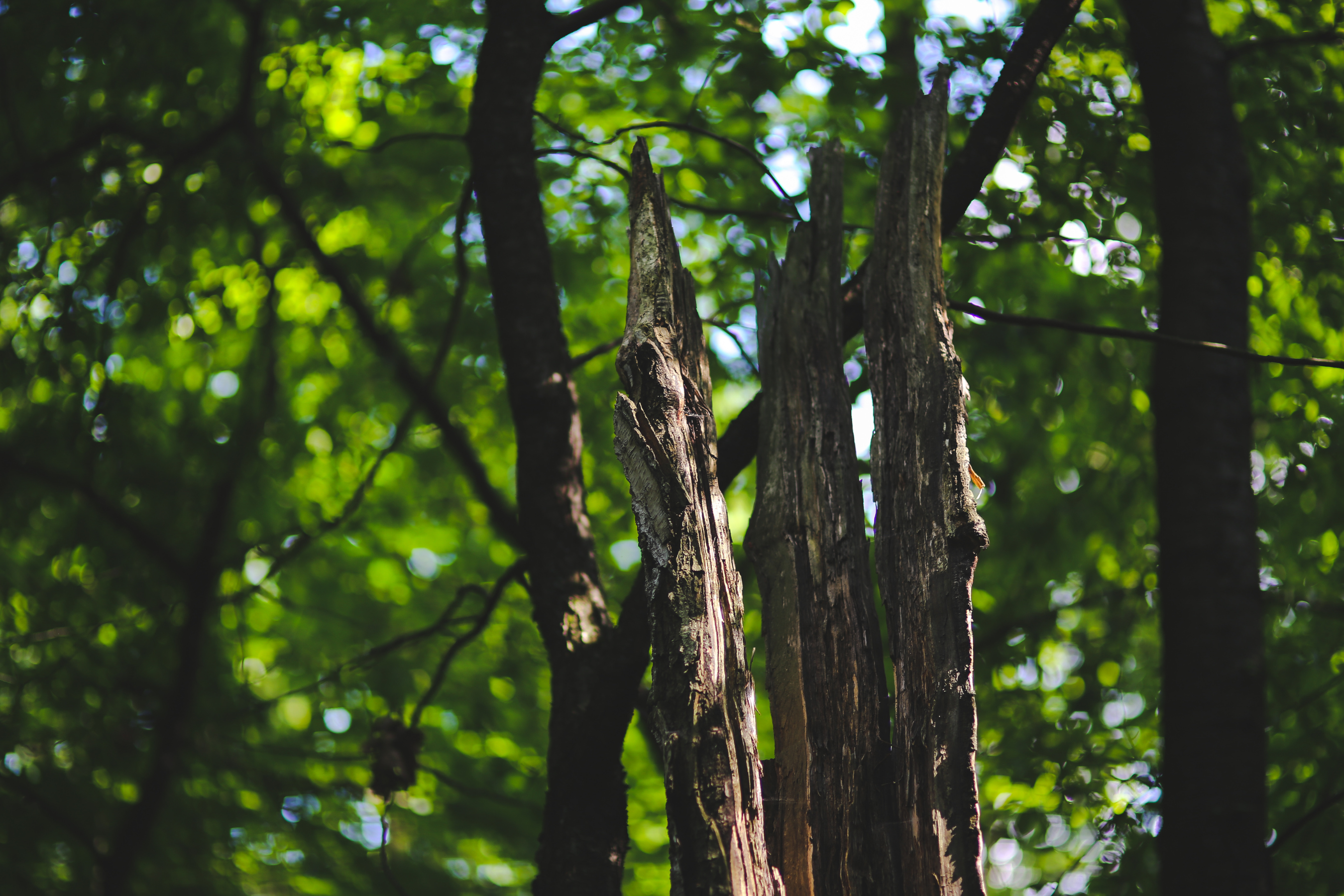 close up view of a tree with green leaf coverage