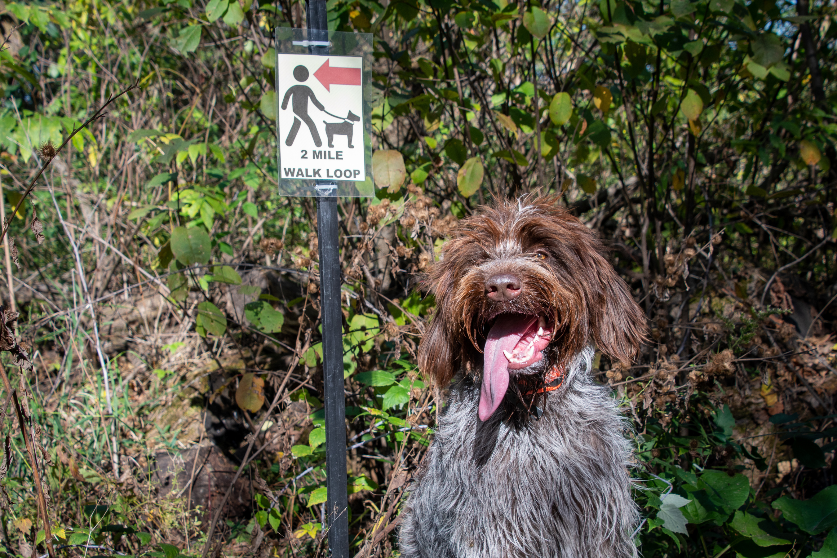 dog with tongue out near trail sign
