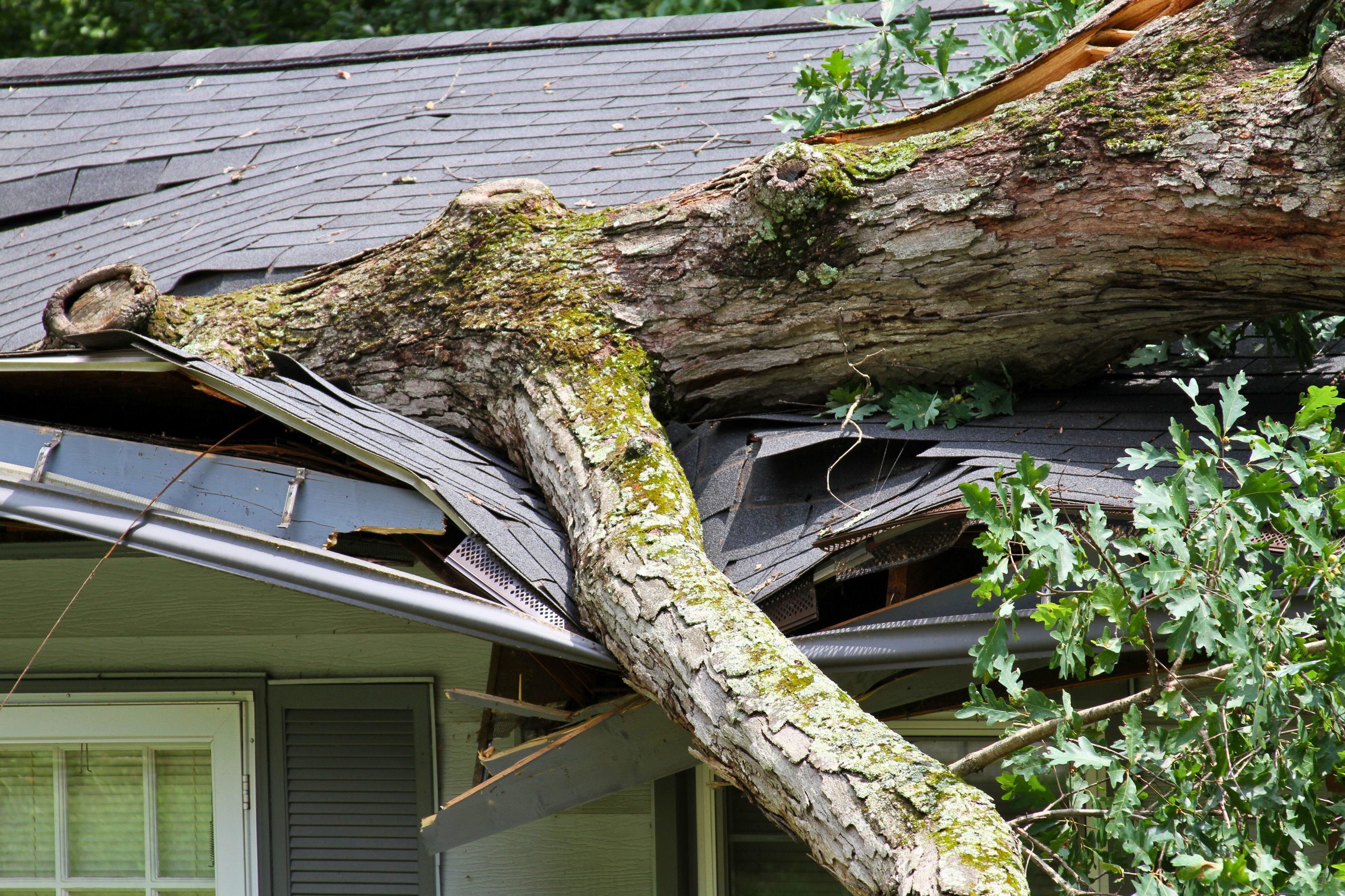 a collapsed roof from a tree falling on it