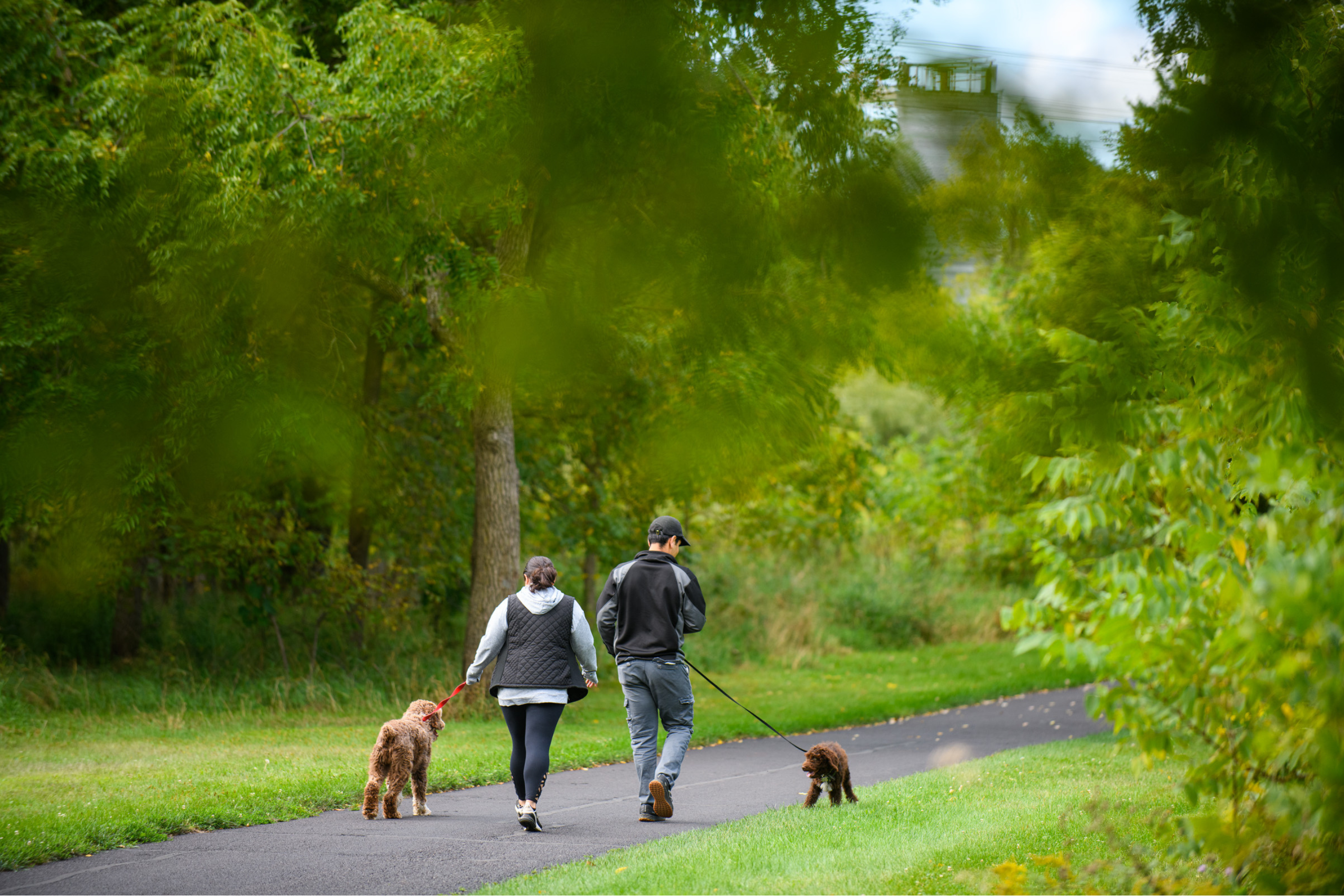 two people walking away from the camera with two dogs on leashes on a paved path through trees